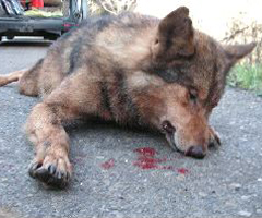 Muere atropellado un lobo entre Guadarrama y Los Molinos